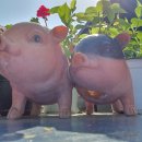 까사누아 이미지