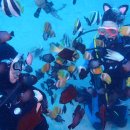 잠잠비치 이미지