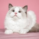 펫매니저 이미지