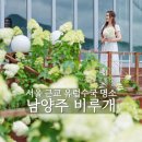 언덕배기꽃식물원 | 비루개 수국 남양주 카페 유럽수국 개화시기 현 상황