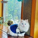에꼬빌카페