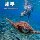 상어 | 필리핀 세부 오슬롭 고래상어 투어 후기 모알보알까지 하루 코스