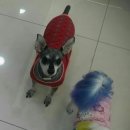 샐리동물병원 이미지