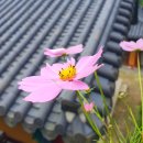 풍경소리 이미지