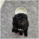 펫스티발 이미지