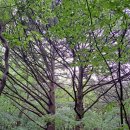 통일사 | 고흥여행/ 비자나무숲이 있는 고흥 금탑사