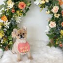 바이그루밍 이미지