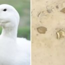 황금오리알 이미지