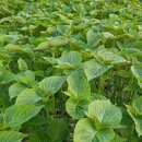 태현농장 이미지