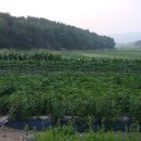 다은이 농장 이미지