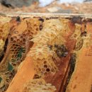 꿀벌 전국에서 사라졌다. 최소 77억 마리 실종 이미지