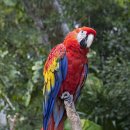 금강앵무 ( scarlet macaw ) 이미지