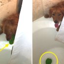 이불 속 댕댕이 이미지