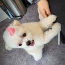 뚱몽이네 이미지