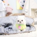 더펫 강아지분양 고양이분양 일산본점 | 더펫강아지분양고양이분양 일산본점, 정말 대단한 곳이에요!