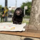 행복한 강아지 | 눈물 찔끔! 처음이라 더 떨렸던 행복한 강아지분양 후기