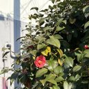 25.03.18 - 20 통영 🌺 (통영케이블카, 솜씨만두, 하원황칠오리, 동피랑 벽화마을, 돼지영농 후계자)