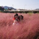핑크 이미지
