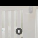 내 강아지의 봄 일산애견유치원&애견호텔 이미지