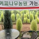 커피나무농원 이미지