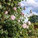 더가드너 이미지