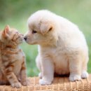 강아지와고양이 이미지