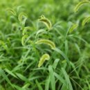 강아지풀 이미지