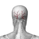 occipital artery(뒤통수동맥) 이미지