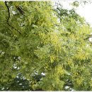 영천 약남리 회화나무 이미지