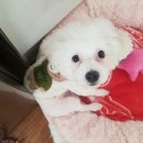 샤워하개 이미지
