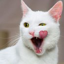 츄남
