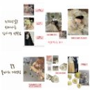 부산 웨딩촬영 플라워디렉팅 추천 [꽃몽] 풀타임 후기