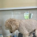 멍헤어 애견미용실 이미지