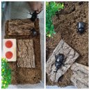 목인농장 | 벅스 패밀리 장수풍뎅이 애완 곤충 키우기