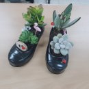 원예테라피 이미지