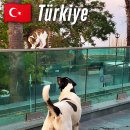 고양이의여행 | 터키 튀르키예 길냥이 왜 이렇게 많을까 여행 중 만난 고양이 후기