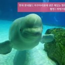 벨루가