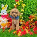 개르띠에 이미지