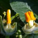 야촌(위) 이미지