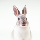 돼지토끼 이미지