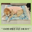 다비펫 | 제품) 내돈내산 다비펫, 대형견 쿠션방석 구매후기