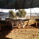 BK승마랜드 이미지