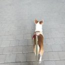 꼬망스펫 이미지