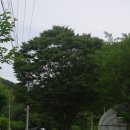 대전 22번 외곽버스 타고 떠나는 마을여행(산막-원장안-장태산휴양림) 이미지