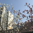 프랭크버거동탄산척점 네이버블로그