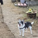 역골농장 | [애견 동반] 다남숲멍빌리지 방문 후기｜자연 속에서 강아지가 편안하게 놀 수 있었던 애견카페...