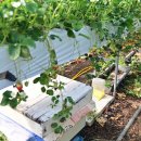 김영수농장 이미지