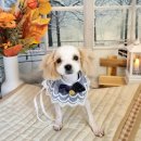 댕댕아야옹 이미지