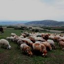 신강목장 이미지