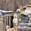 똥강아지 이미지